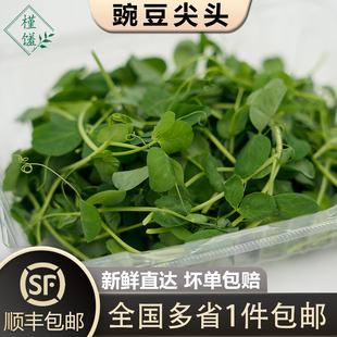 豌豆尖头100g/盒 新鲜豌豆苗嫩芽龙须青豆苗蔬菜清炒火锅酒店料理