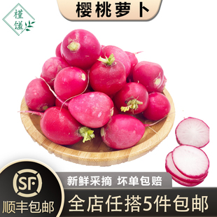新鲜蔬菜沙拉食材 迷你小红萝卜 樱桃萝卜500g 小圆萝卜 槿馐