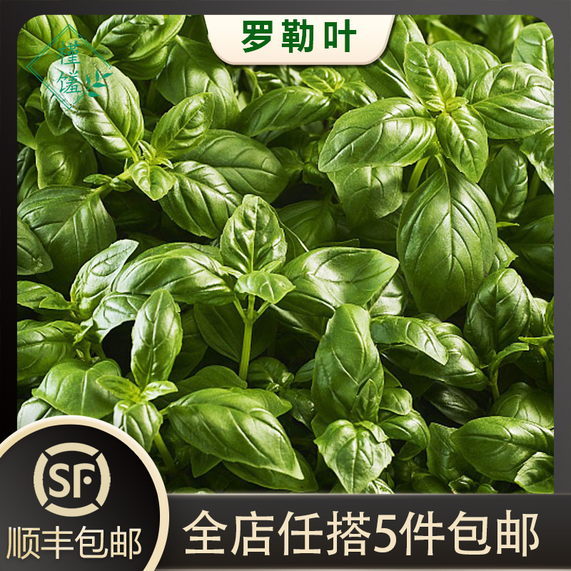 新鲜罗勒叶食用西餐香料披萨