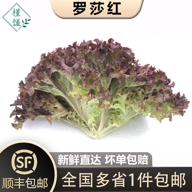 红叶生菜新鲜蔬菜沙拉食材顺丰