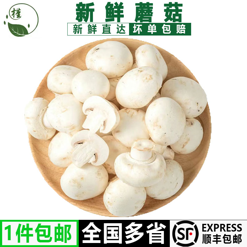 新鲜蘑菇250-2500g 口蘑食用菌菇白蘑菇 口菇 双孢菇煲汤炒菜 水产肉类/新鲜蔬果/熟食 新鲜松茸/菌菇 原图主图