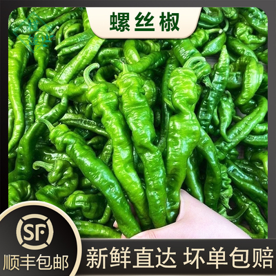 特辣新鲜现摘螺丝椒薄皮肉厚超辣