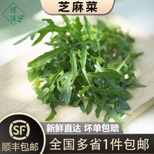 【槿馐】芝麻菜250g-2500g 新鲜蔬菜沙拉食材 生菜 西餐 火箭菜
