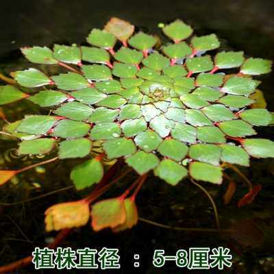 水上烟火黃花菱水生植物浮萍水草微景观危地馬拉水丁香非碗莲睡莲