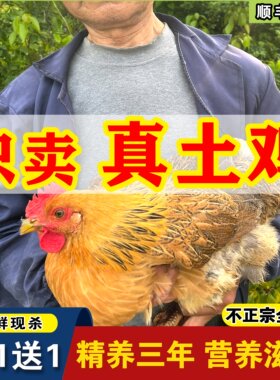 2只超大老母鸡正宗3年土鸡农家散养鸡走地鸡月子鸡现杀粮食散养