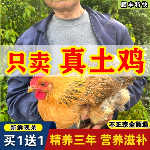 2只超大老母鸡正宗3年土鸡农家散养鸡走地鸡月子鸡现杀粮食散养