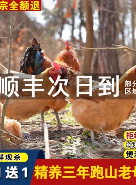 买一只送一只农家散养3年老母鸡