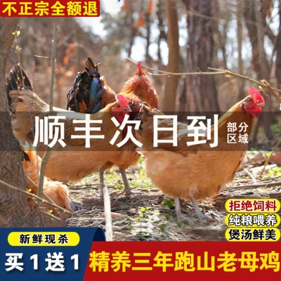买一只送一只农家散养3年老母鸡