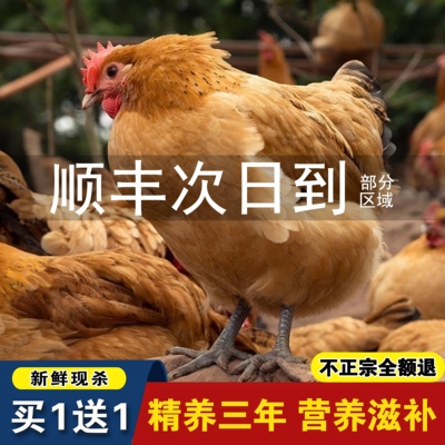 正宗老母鸡老母鸡土鸡十年老店