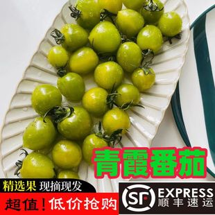 【青霞超甜】新鲜青霞小番茄清甜2号圣女果超甜绿色千禧柿子顺丰