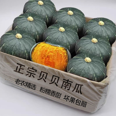 正宗贝贝小南瓜粉糯包邮