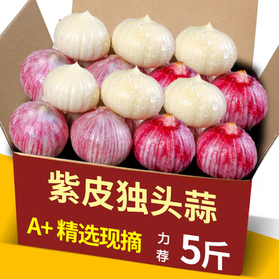 云南紫皮独头蒜力推5斤包邮