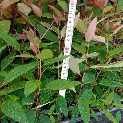 速生桉苗 广29巨桉树苗 29号耐寒经济林木材树 生长快造林桉树苗