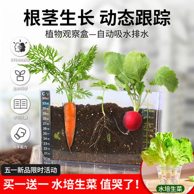 儿童植物根部生长观察盒阳光房种植玩具科学实验套装小学生幼儿园