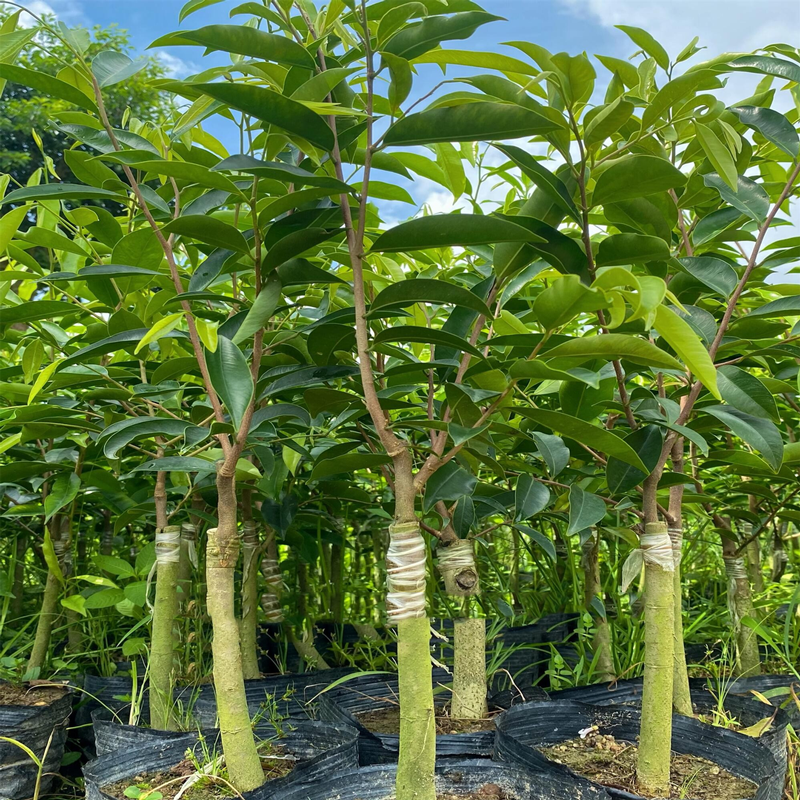 广东绿奇楠沉香树苗一代奇楠芽条嫁接原生沉香木树苗正宗奇楠沉香