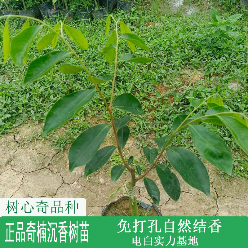 树心奇沉香奇楠树苗一代奇楠芽条嫁接正宗奇楠沉香免打孔自然结香