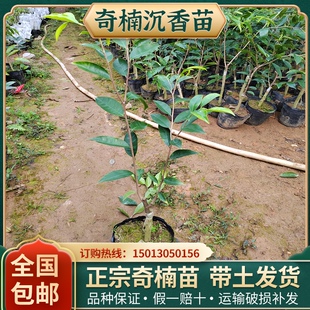 正宗奇楠沉香树苗母树芽条嫁接奇楠沉香一代苗奇楠沉香苗基地发货