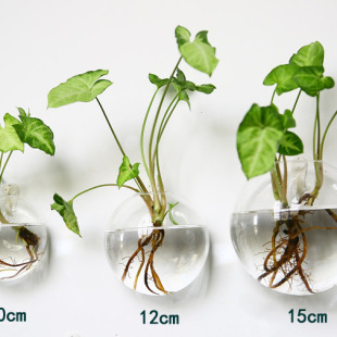 居家装 创意壁挂式 花瓶 半圆透明水培玻璃工艺品 饰品