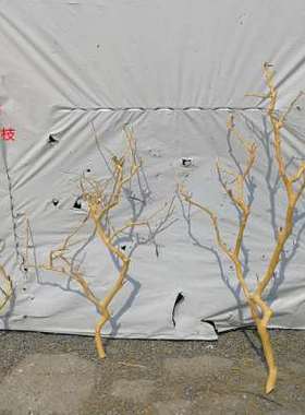 干树枝去皮原木树干枯树枝带分枝带杈树枝室内挂灯干花插花瓶装饰