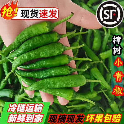樟树辣椒现摘新鲜富晒食用正宗湖南特产薄皮嫩港青椒自种农产包邮