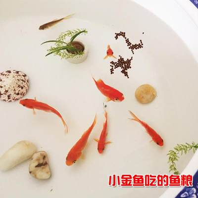 观赏鱼饲料 金鱼鱼粮上浮 小颗粒袋装 不浑水 新鲜鱼食小粒金鱼粮