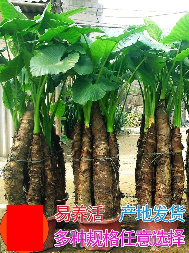 客厅旺宅绿植大型滴水观音绿植大叶霸王芋滴水观音老桩室内鲜花