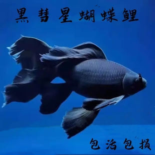 正品 黑彗星纯种黑色墨蝶蝴蝶鲤鱼锦鲤观赏鱼长尾冷水自来水金鱼苗