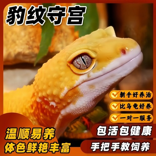 蜥蜴宠物豹纹守宫蜥蜴活体爬宠
