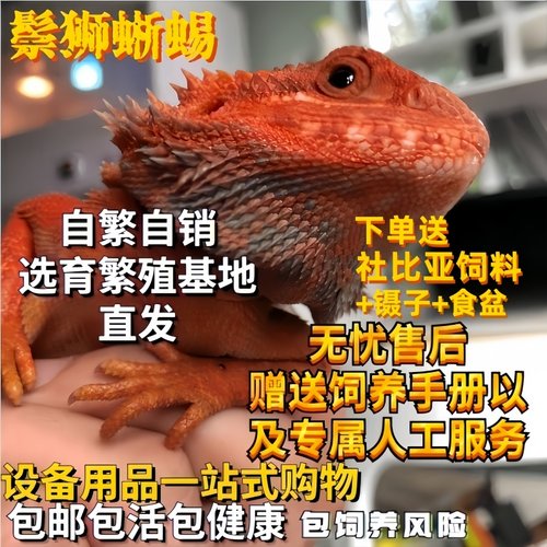 鬃狮蜥蜴幼体入门级超白蜥蜴爬宠