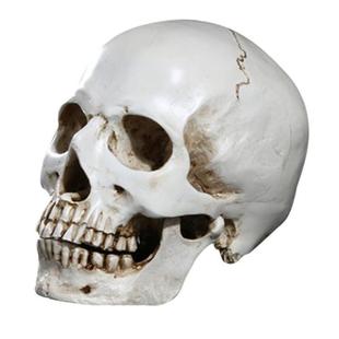 Resin Divided for Head Hallowee Mould Replica Skull Human