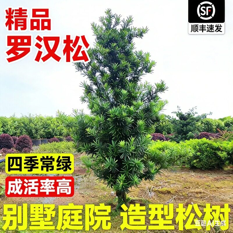 正宗罗汉松树苗大树盆景耐寒四季常青庭院别墅地栽名贵风景造型树