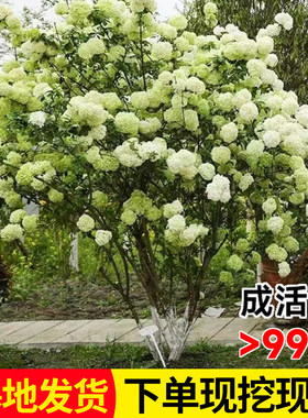 中华木绣球树苗大花斗球苗木本绣球琼花树苗庭院地栽盆栽绣球花苗