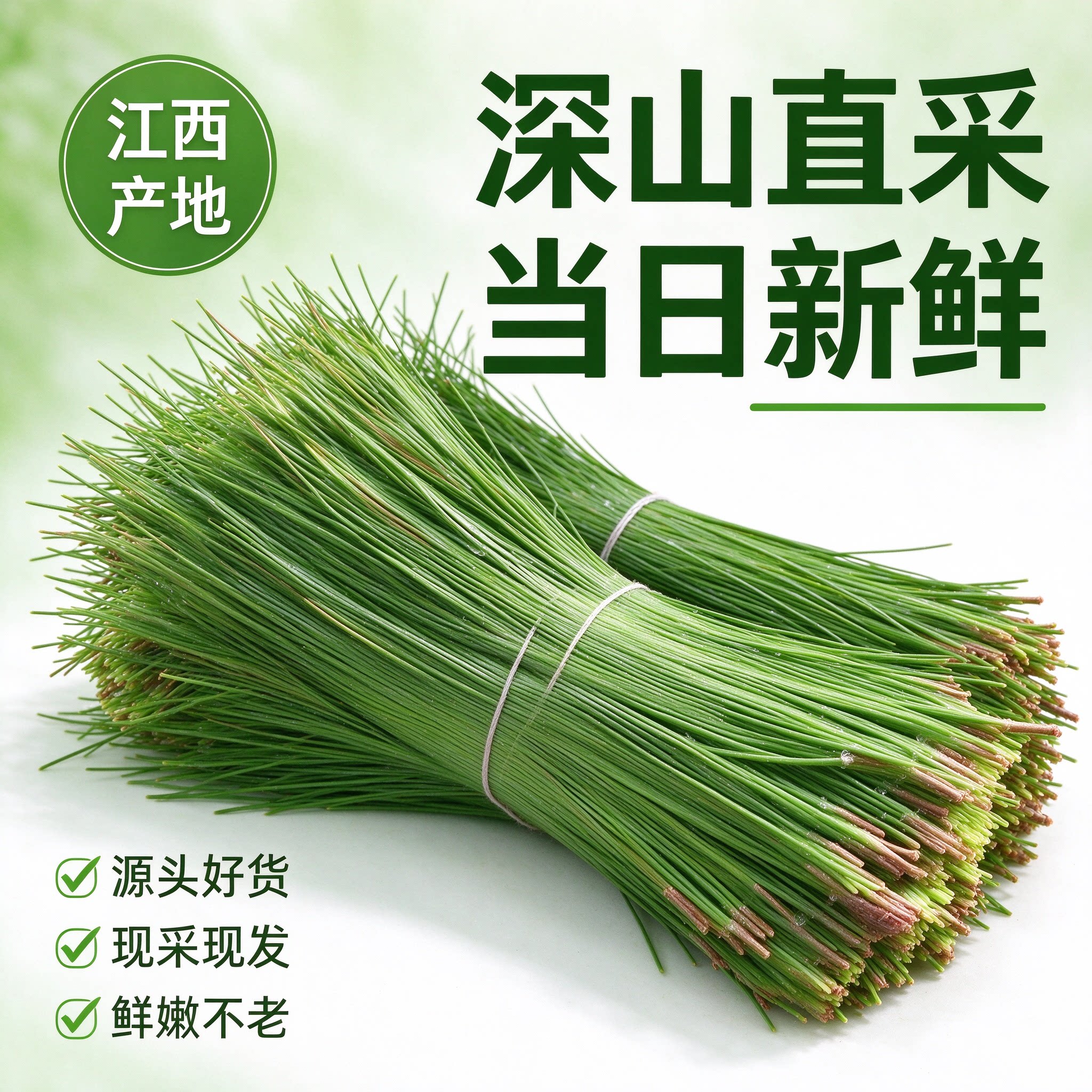 江西深山新鲜马尾松针茶纯松针蒸包子两叶松针泡茶泡酒做酵素