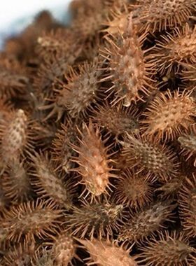 新鲜野生苍耳子现摘现发农家可食用批把茶无农药