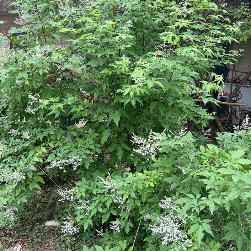 黄荆树叶干品黄荆条黄荆子布荆荆条新鲜枝叶根干品天然树枝