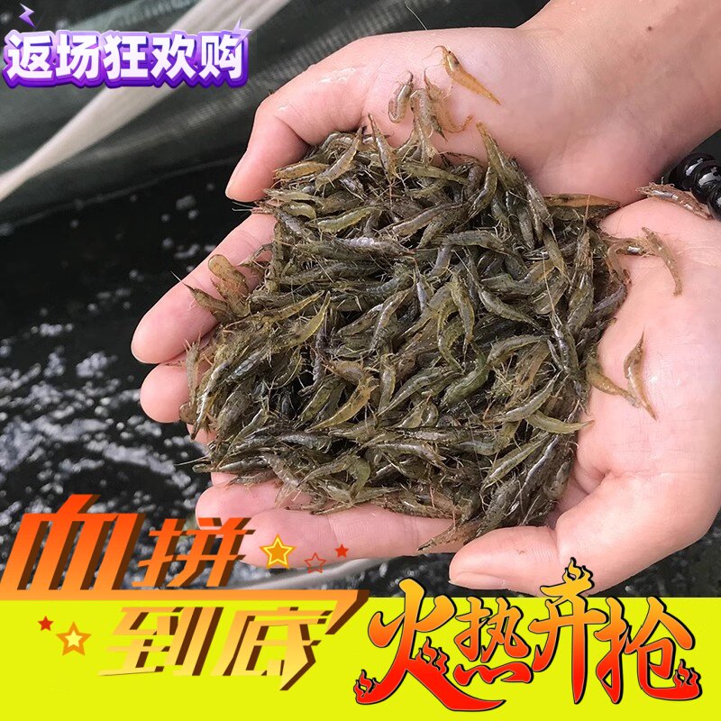 黑壳虾苗喂乌龟淡水虾苗幼苗鲜活除藻小虾苗龟食活体喂鱼吃的虾米