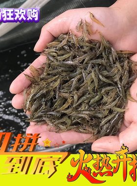 黑壳虾苗喂乌龟淡水虾苗幼苗鲜活除藻小虾苗龟食活体喂鱼吃的虾米