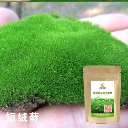 苔藓孢子粉种子粉耐晒青苔吸水石假山上水植物附石草花盆铺面草籽