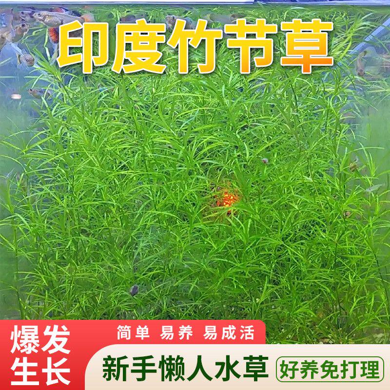 印度蜈蚣竹节草新手懒人观赏耐活