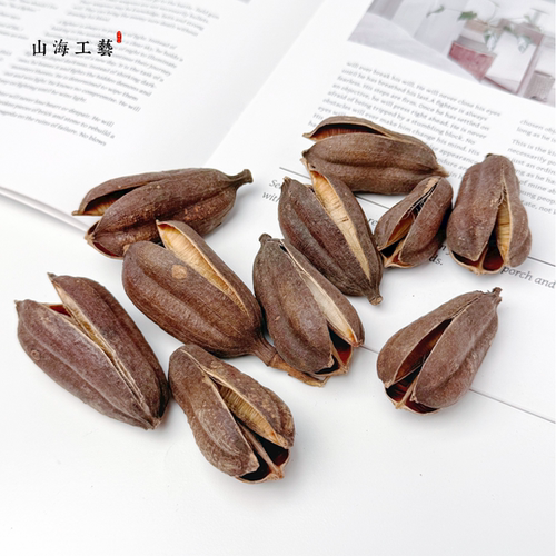 【剑麻壳】天然植物果实果壳手工diy材料幼儿园环创教育植物标本