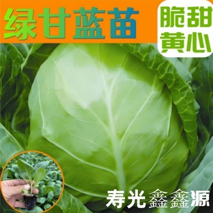 家庭大田種植 壽光綠甘藍苗秧紫甘藍苗包心菜苗大頭菜種子苗四季