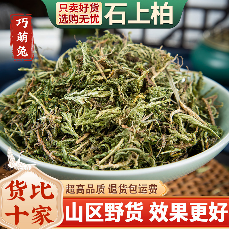 野生石上柏500g克中药材石上柏中草药石柏新鲜干货地柏草地侧柏叶