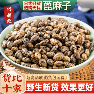 蓖麻子中药材500克 野生蓖麻籽种子油 新鲜 生蓖麻仁 非碾碎打粉