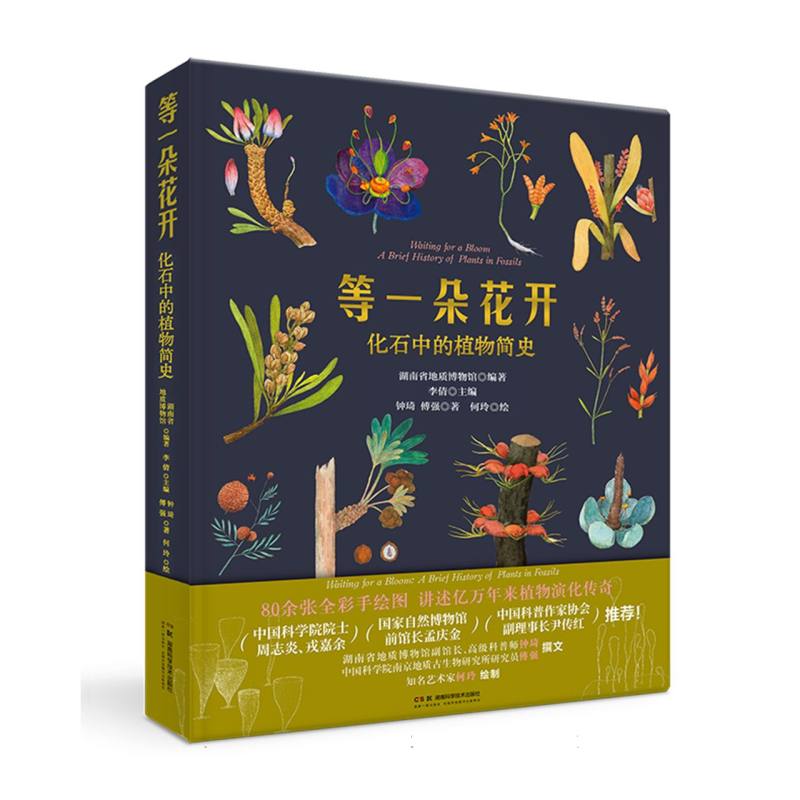 等一朵花开 化石中的植物简史 化石中的植物简史 植物爱好者 自然科普 经典图鉴 史前植物 生命演化9787571033033