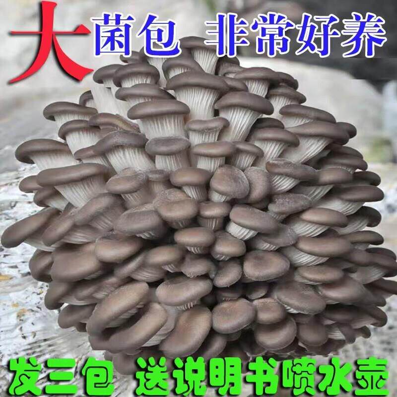 下单立减50】蘑菇菌包菌菇种植包食用菌菌棒平菇菌包好养喷水就长