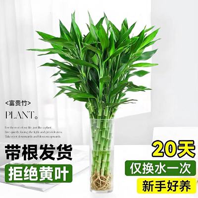 带根富贵竹水培植物水养绿植发财竹室内盆栽客厅招财转运竹子粗