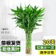 带根富贵竹水培植物水养绿植发财竹室内盆栽客厅招财转运竹子粗