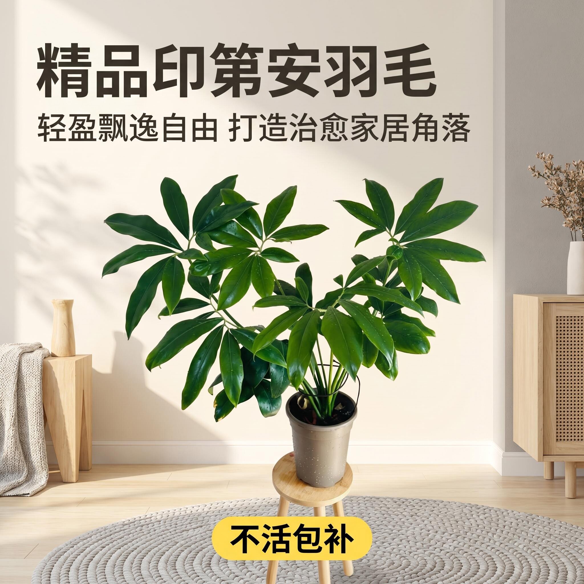 北欧网红印第安羽毛蔓绿绒盆栽
