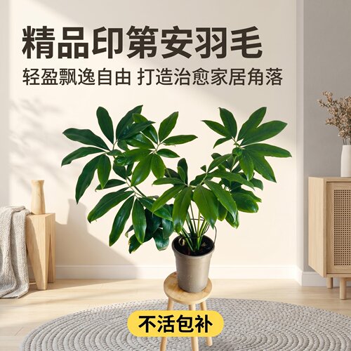 北欧网红印第安羽毛蔓绿绒盆栽