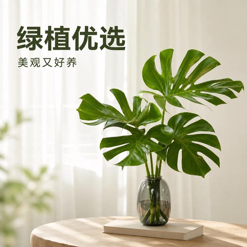 老桩大叶龟背竹开背盆栽水培网红北欧除甲醛室内客厅绿植净化空气